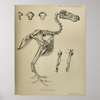 Dodo Didus Ineptus Extinct Bird Skelett Print