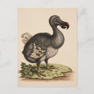 Dodo Postkarte