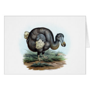 Dodo (Raphus cucullatus)