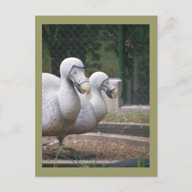 Dodo-Vögel Postkarte (Vorderseite)