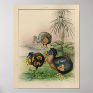 Dodo-Vogel-Vintager Farbdruck 1866 Poster