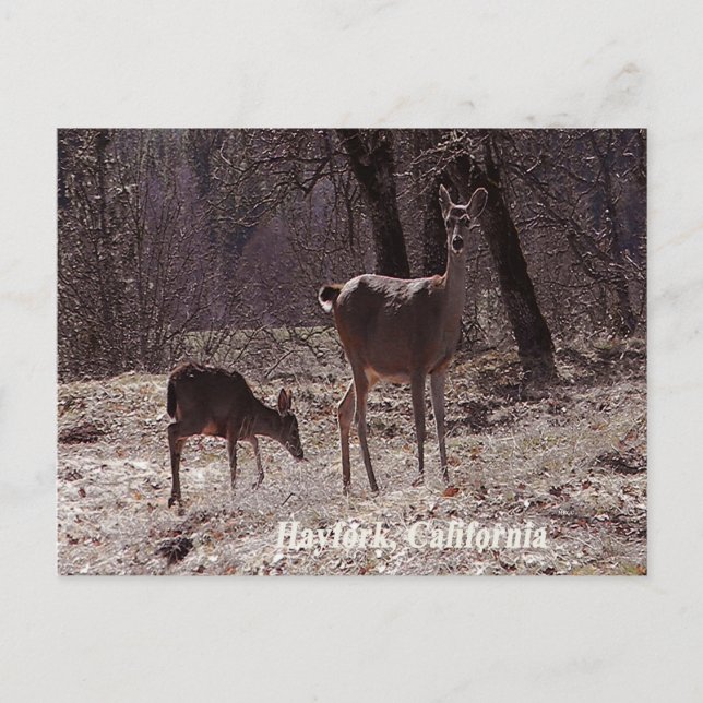 Doe and fawn..... postkarte (Vorderseite)
