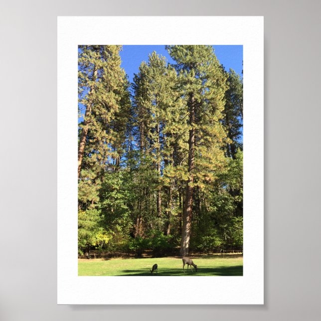 Doe and Fawn Yosemite Color Fotografy Poster (Vorne)
