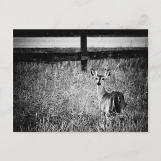 Doe Foto Postcard Postkarte