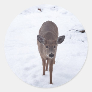 Doe ire im Schnee Montana Naturfotografie Runder Aufkleber