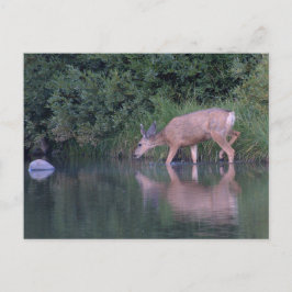 Doe Mule Deer Early Morning Crossing Postkarte