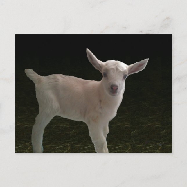 Doeling für Neugeborene Postkarte (Vorderseite)