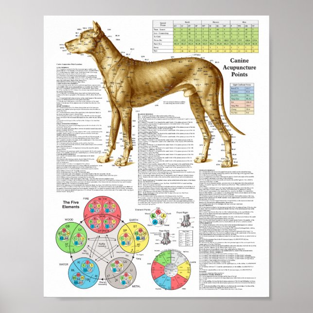 Dog Acupuncture Points Locations Poster (Vorne)
