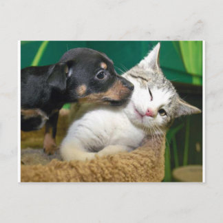 Dog and cat postkarte