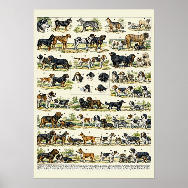 Dog Breeds color Illustrations Poster (Vorne)
