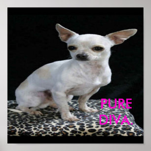 Dog Chihuahua Diva Print Poster