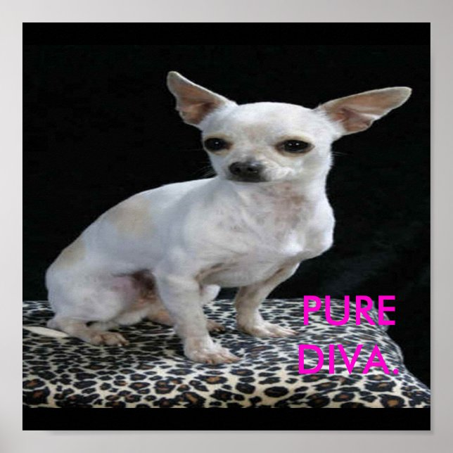Dog Chihuahua Diva Print Poster (Vorne)