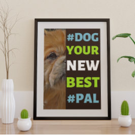 #Dog, dein neuer Bester #Pal ...tibetischer Spanie Poster