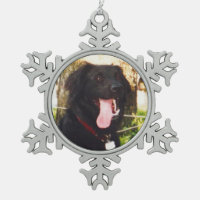 Dog Luke