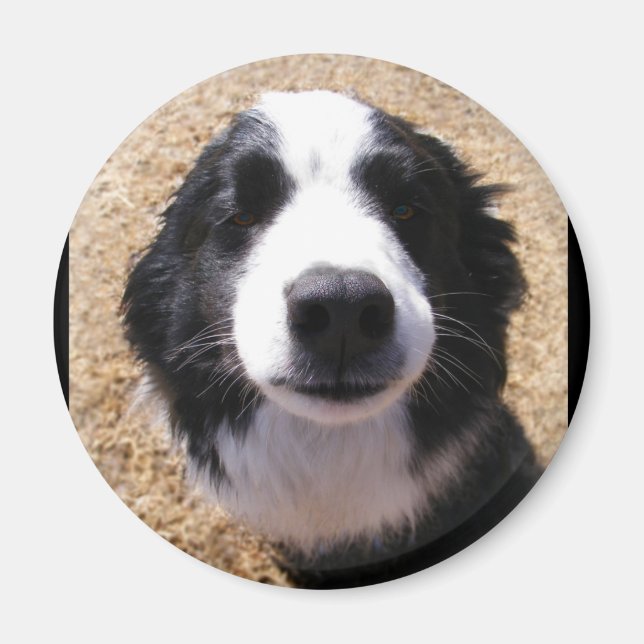 Dog Nose Foto Magnete Magnet (Vorne)