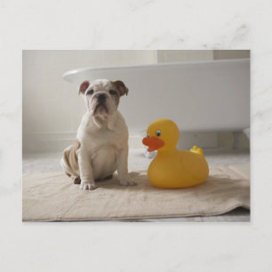 Dog on mat with plastic duck postkarte
