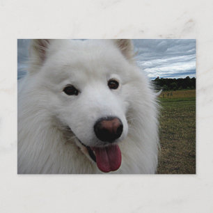 Dog Park Samoyed Postkarte