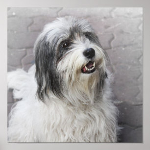 Dog Poster