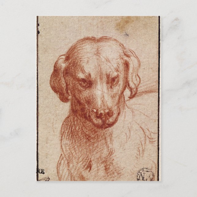 Dog Postkarte (Vorderseite)