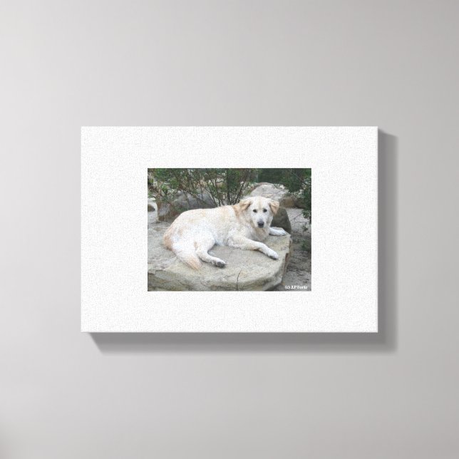 Dog Resting On A Rock Leinwanddruck (Vorderseite)