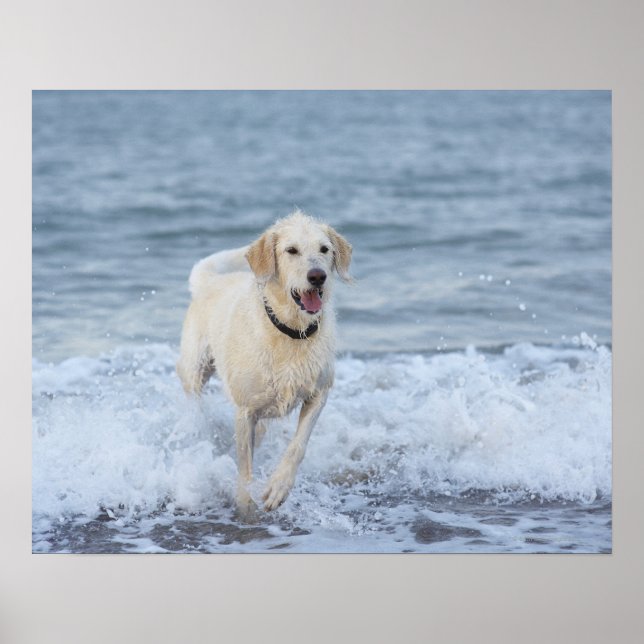 Dog running in water at beach. poster (Vorne)