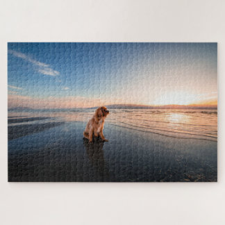 Dog sitting on the beach