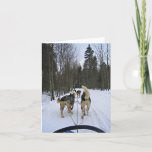 Dog Sledding in Quebec, Kanada Dankeskarte