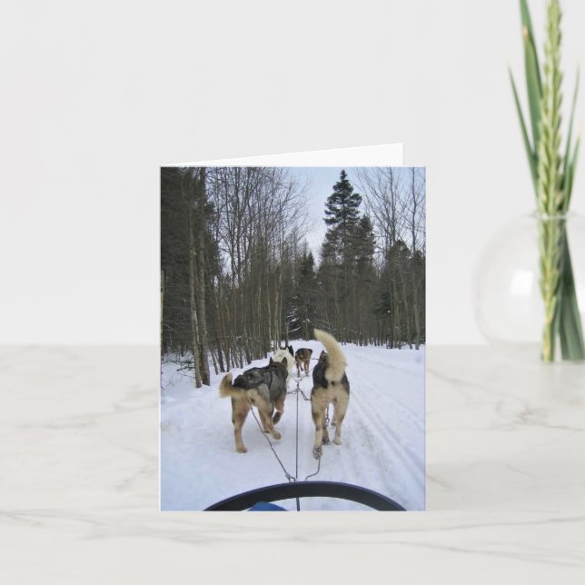 Dog Sledding in Quebec, Kanada Dankeskarte (Vorderseite)