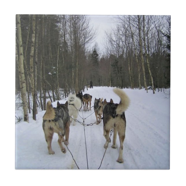 Dog Sledding in Quebec, Kanada Fliese (Vorderseite)