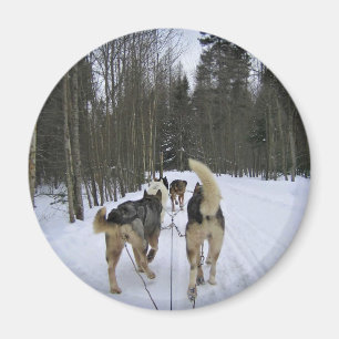 Dog Sledding in Quebec, Kanada Magnet