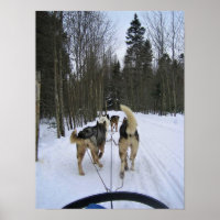 Dog Sledding in Quebec, Kanada