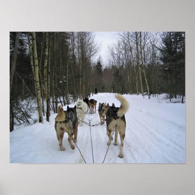 Dog Sledding in Quebec, Kanada Poster (Vorne)