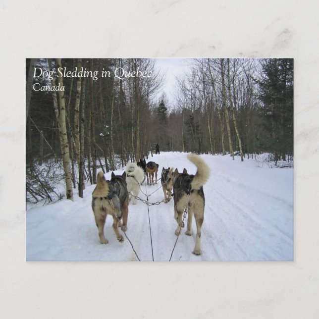 Dog Sledding in Quebec, Kanada Postkarte (Vorderseite)