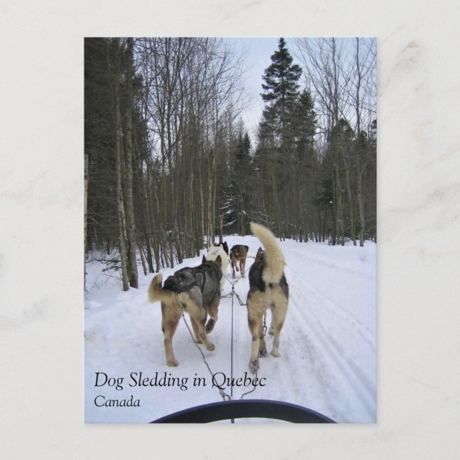 Dog Sledding in Quebec, Kanada Postkarte (Vorderseite)