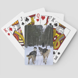 Dog Sledding in Quebec, Kanada Spielkarten