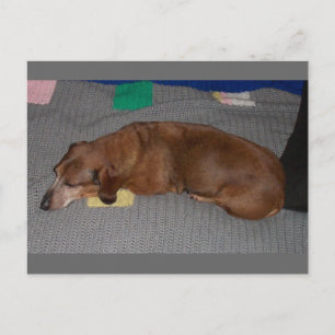 Dog Snooze Postkarte