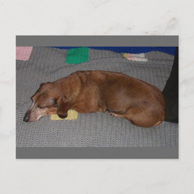 Dog Snooze Postkarte (Vorderseite)