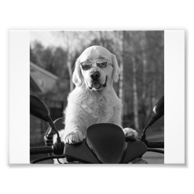 DOG STYLE FOTODRUCK (Vorne)
