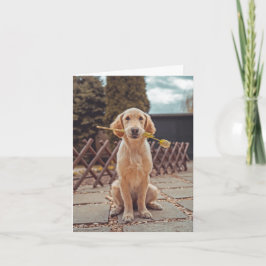 Dog Sympathy Card Karte