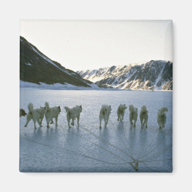 Dog-Team, Grönland Magnet (Vorne)