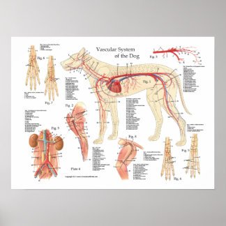 Dog Vascular Anatomy Poster 18" X 24"
