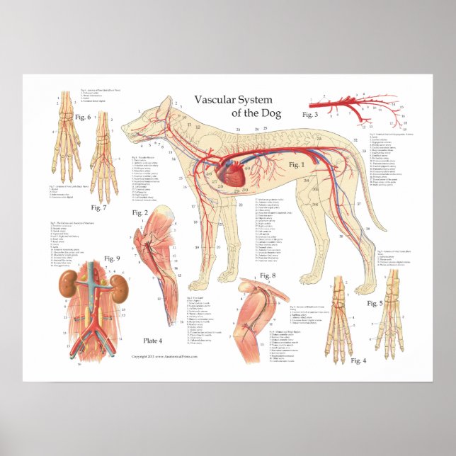 Dog Vascular Anatomy Poster 18" X 24" (Vorne)