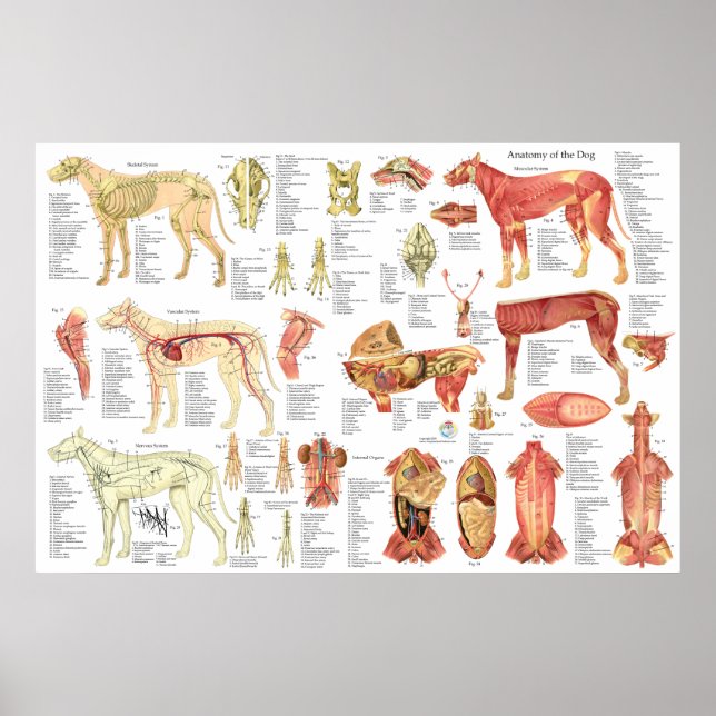 Dog Veterinary Muscle Anatomy Poster 24" X 36" (Vorne)