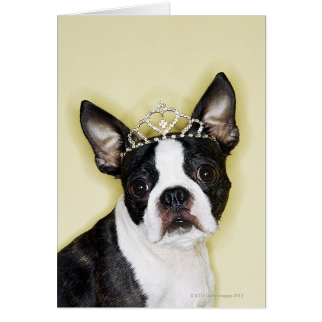 Dog Wearing Tiara (Vorne)