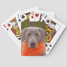 Dog Weimaraner Scarf Hauskatze