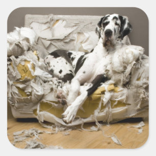 Dogge-Aufkleber Quadratischer Aufkleber