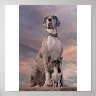 Dogge+Chihuahua Poster