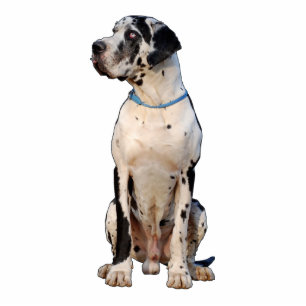 Dogge gefloch Nestor Schnittfoto Freistehende Fotoskulptur