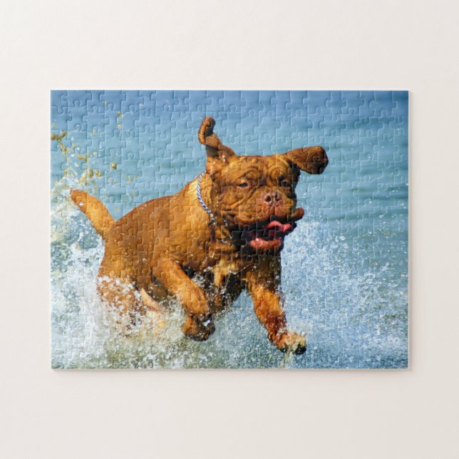 Dogge von Bordeaux playing in water (Horizontal)