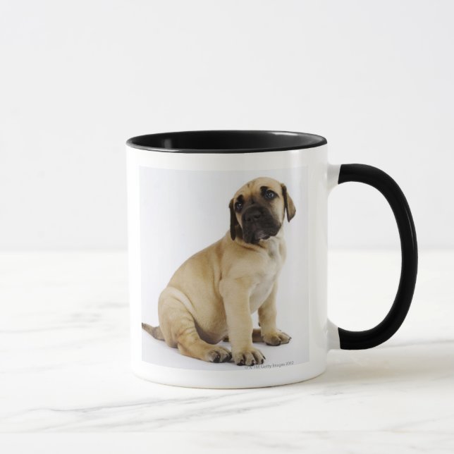 Dogge-Welpe, der im Studio sitzt Tasse (Rechts)
